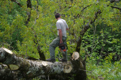 Abattage d'arbre Aubagne